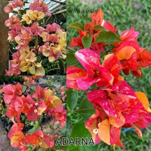 Close-up of Bougainvillea Adarna bracts showing multicolour yellow, orange, and deep magenta-pink splashed pattern