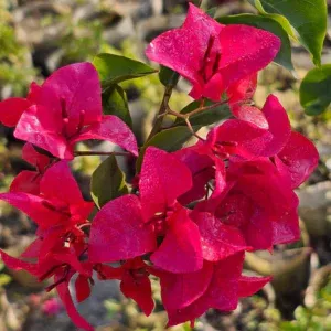 Close-up of Bougainvillea Barbara Karst bracts showing magenta-red color and dark green leaves