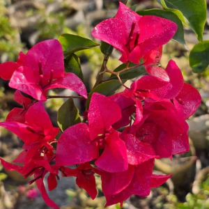 Close-up of Bougainvillea Barbara Karst bracts showing magenta-red color and dark green leaves