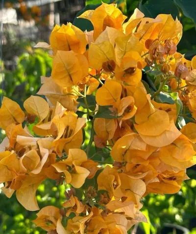 California Gold Care Guide