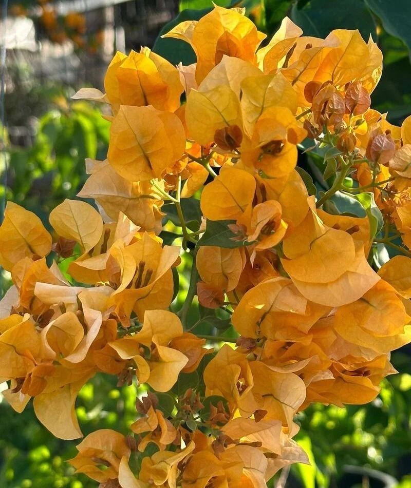 Close-up of Bougainvillea California Gold bracts showing golden-yellow color and dark green leaves