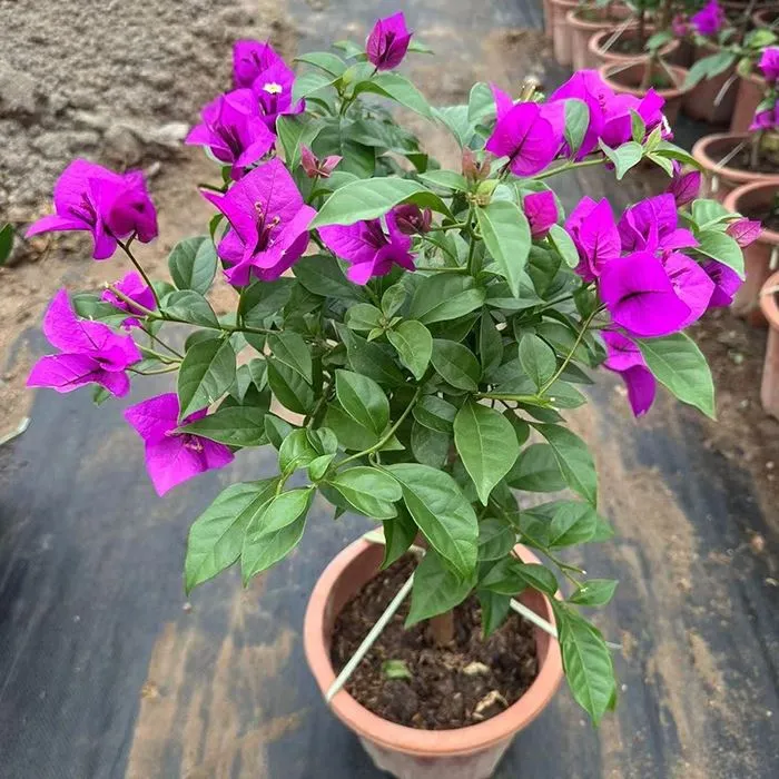 Close-up of Bougainvillea Elizabeth Angus bracts showing deep purple color and dark green glossy leaves