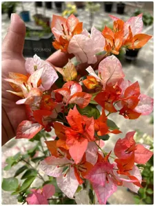 Bougainvillea Maharani with dual-color orange and cream bracts