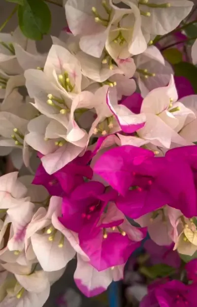 Close-up of Bougainvillea Mary Palmer showing copper-pink transitioning to white bracts