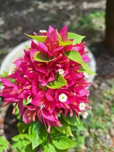 Close-up of 21 Jewel Pink Bougainvillea