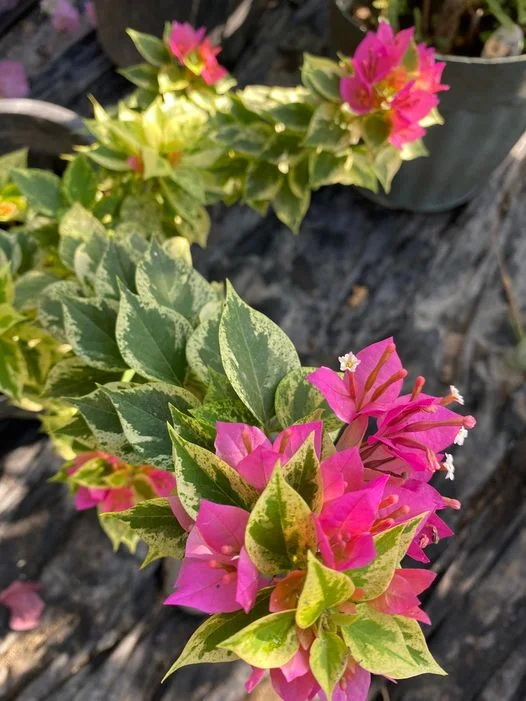 Close-up of 21 Jewel Pink Variegated Bougainvillea