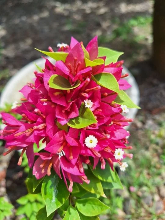Close-up of 21 Jewel Pink Bougainvillea