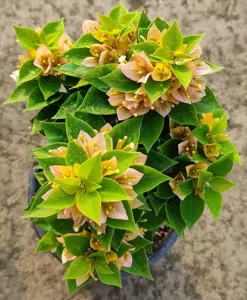 Close-up of 21 Jewel Yellow Bougainvillea