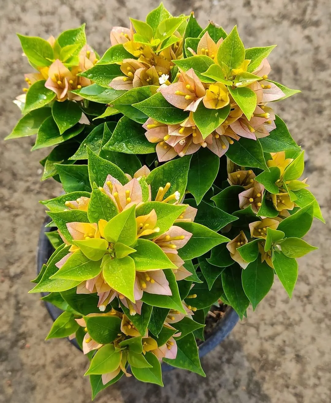 Close-up of 21 Jewel Yellow Bougainvillea