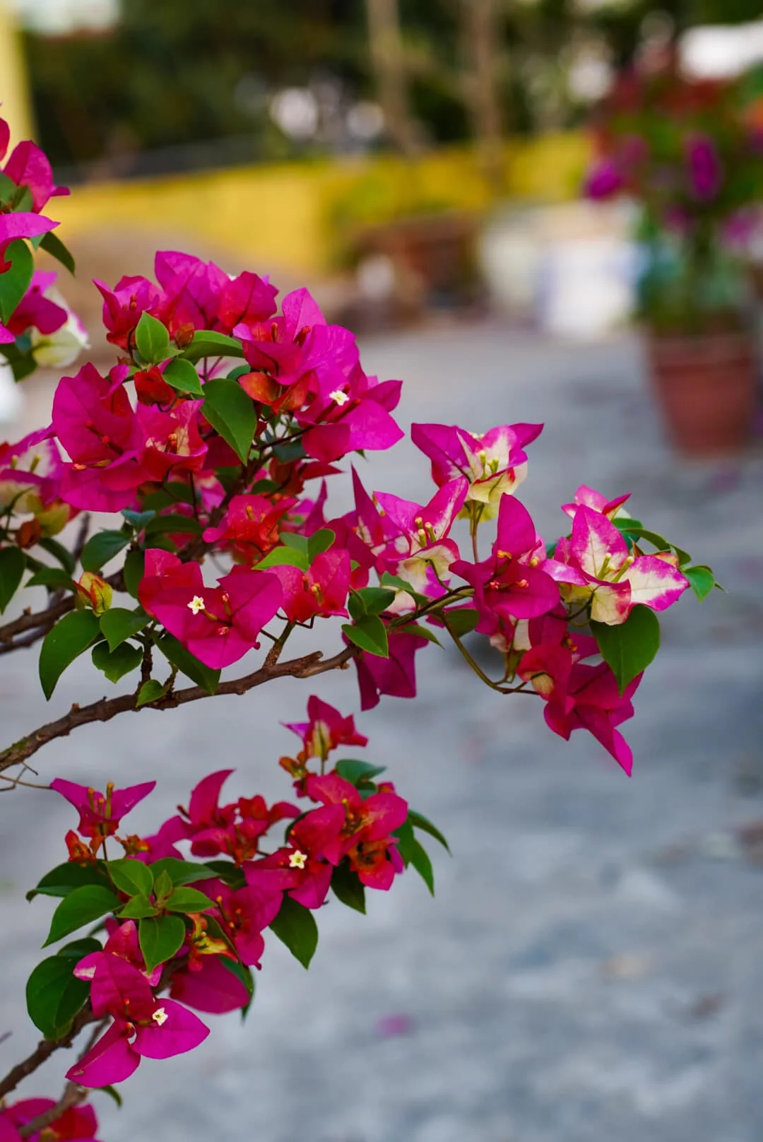Close-up of 3 Star Bougainvillea
