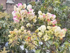 Close-up of 7 Star Bougainvillea