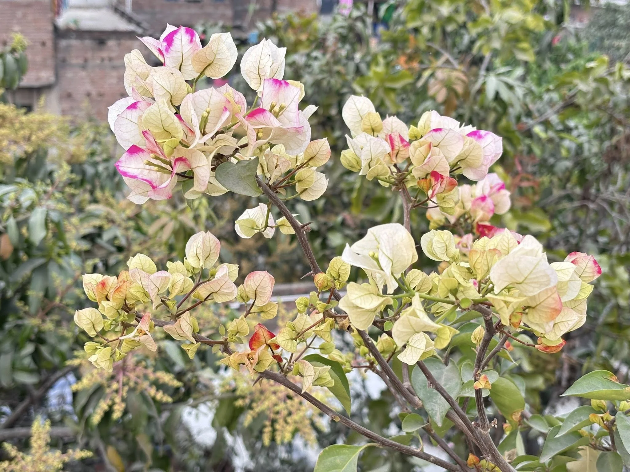 Close-up of 7 Star Bougainvillea