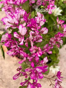 Close-up of Bidadari Bougainvillea