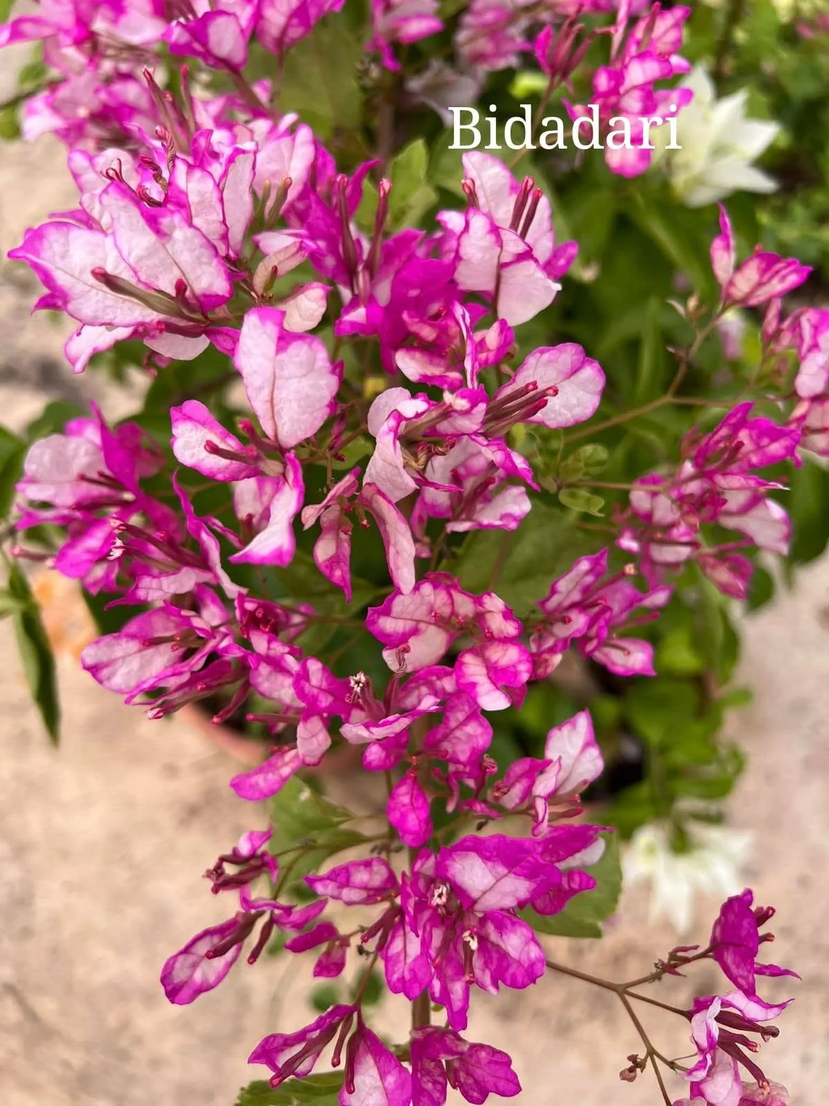 Close-up of Bidadari Bougainvillea