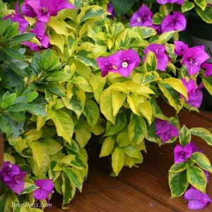 Close-up of Golden Jackpot Bougainvillea