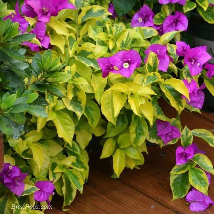 Close-up of Golden Jackpot Bougainvillea