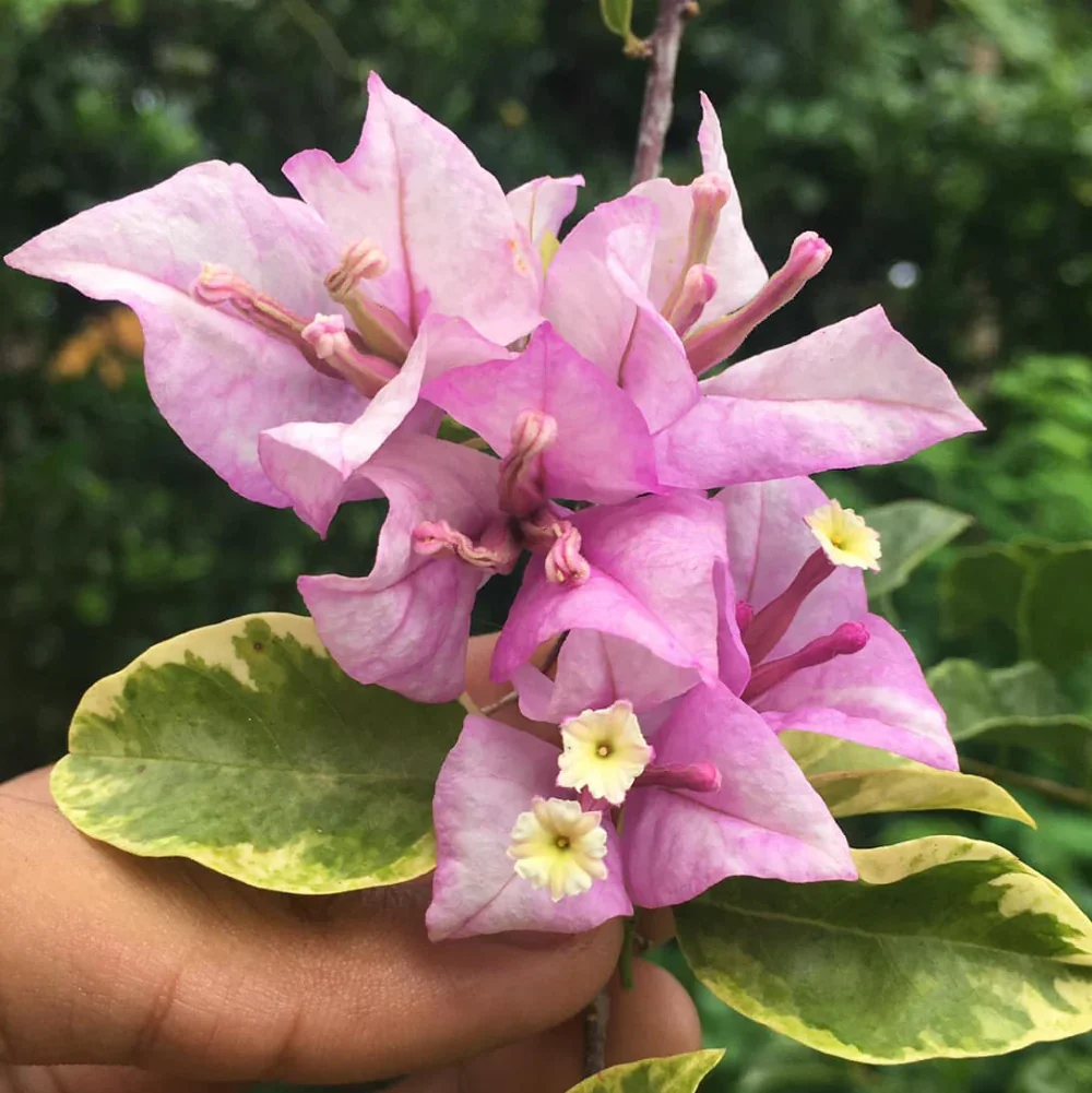 Close-up of Golden Summer Tricolour Bougainvillea