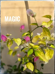 Close-up of Magic Ice Cream Bougainvillea