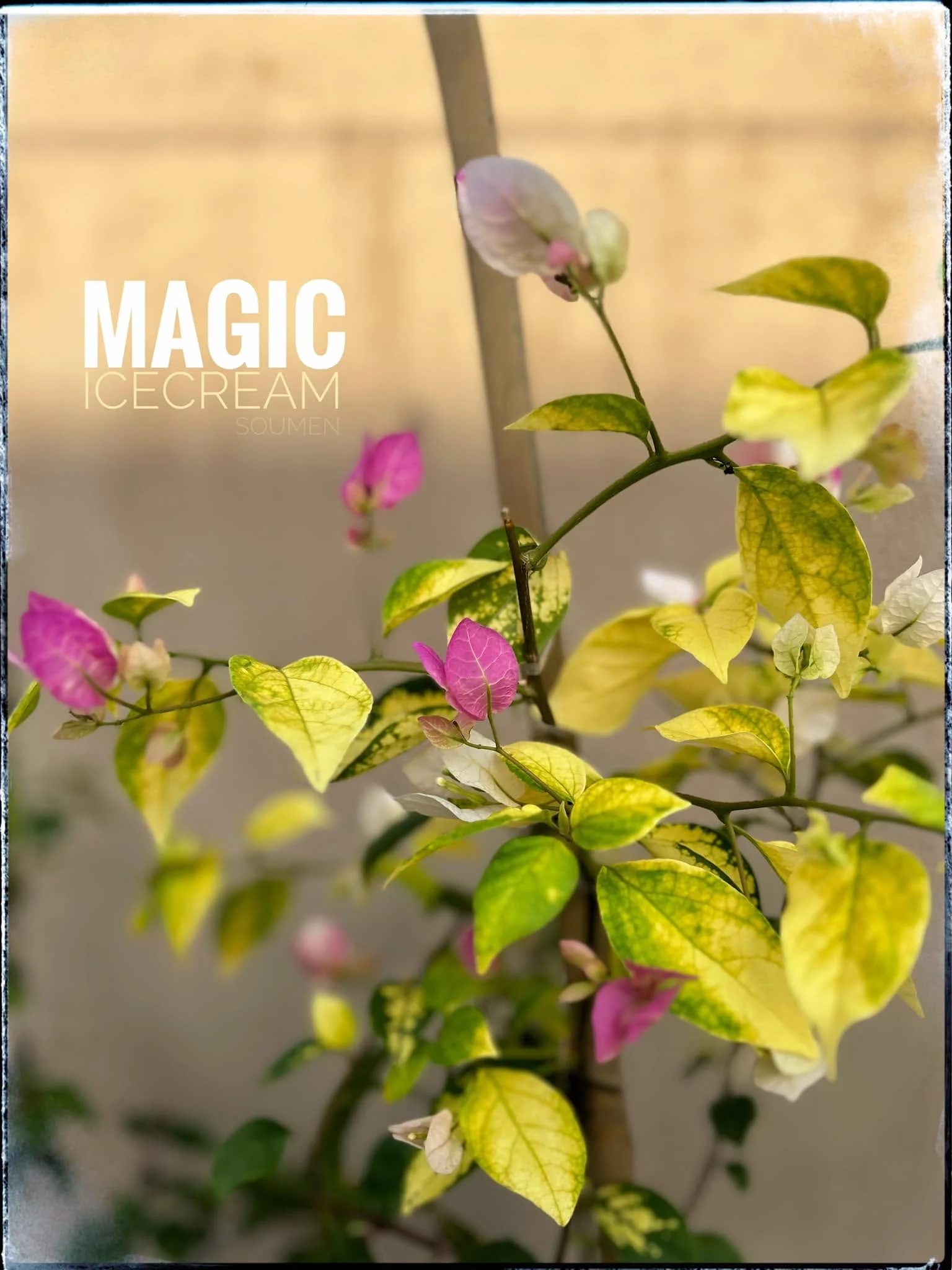 Close-up of Magic Ice Cream Bougainvillea