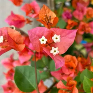Close-up of Orange Glow Bougainvillea
