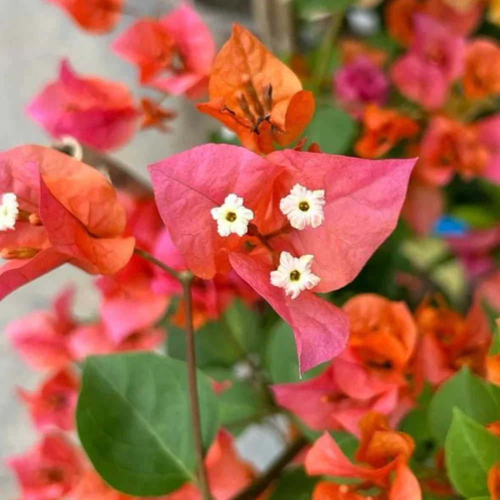 Close-up of Orange Glow Bougainvillea