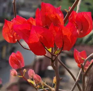 Close up of Chilli Red Bougainvillea