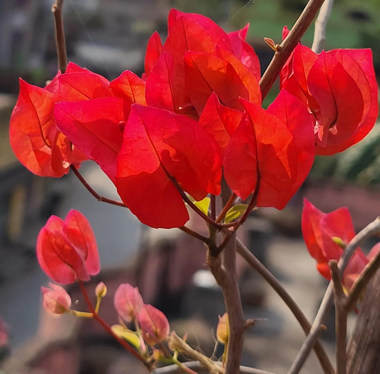 Close up of Chilli Red Bougainvillea