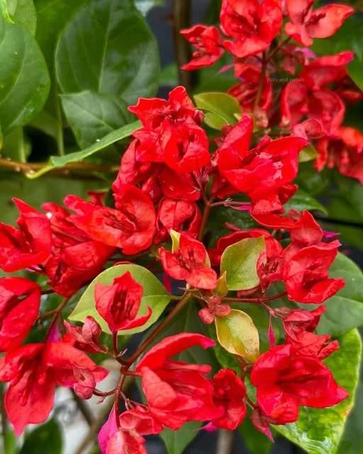 Close-up of Tanglong Red Original Bougainvillea