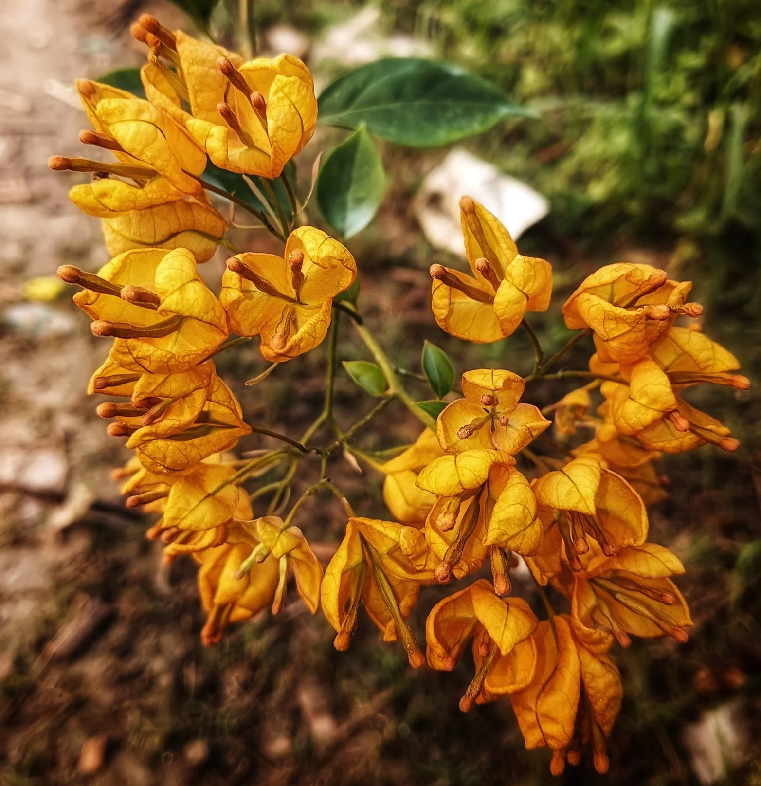 Close-up of Tanglong Yellow Bougainvillea