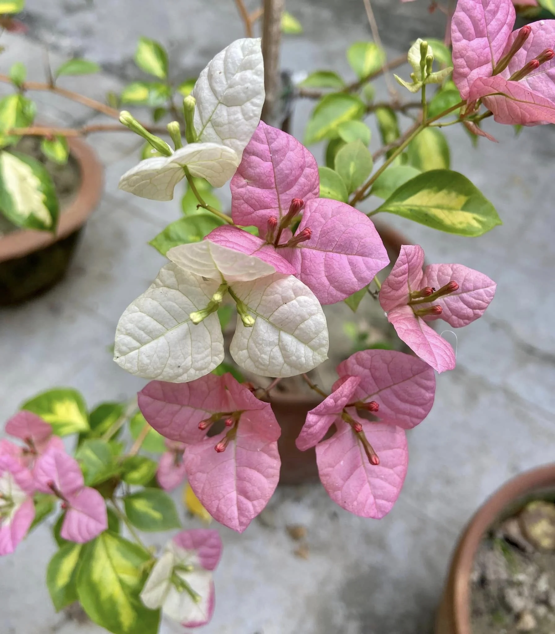Close-up of Thimma Peach Bougainvillea