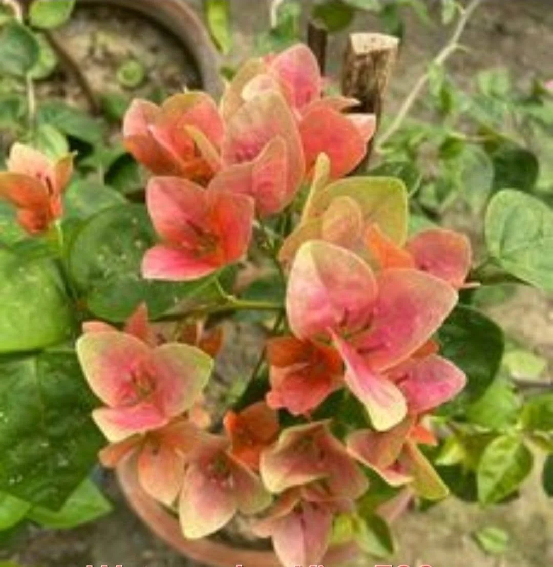 Close-up of Watermelon Kiss Bougainvillea