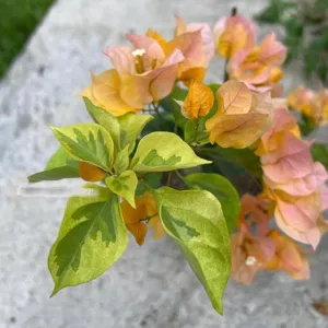 Close-up of Abraham Kavoo  Or  Yellow Dauphine Bougainvillea