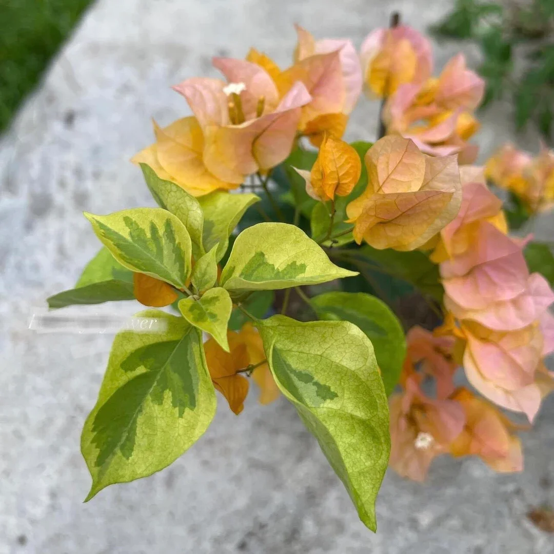 Close-up of Abraham Kavoo  Or  Yellow Dauphine Bougainvillea