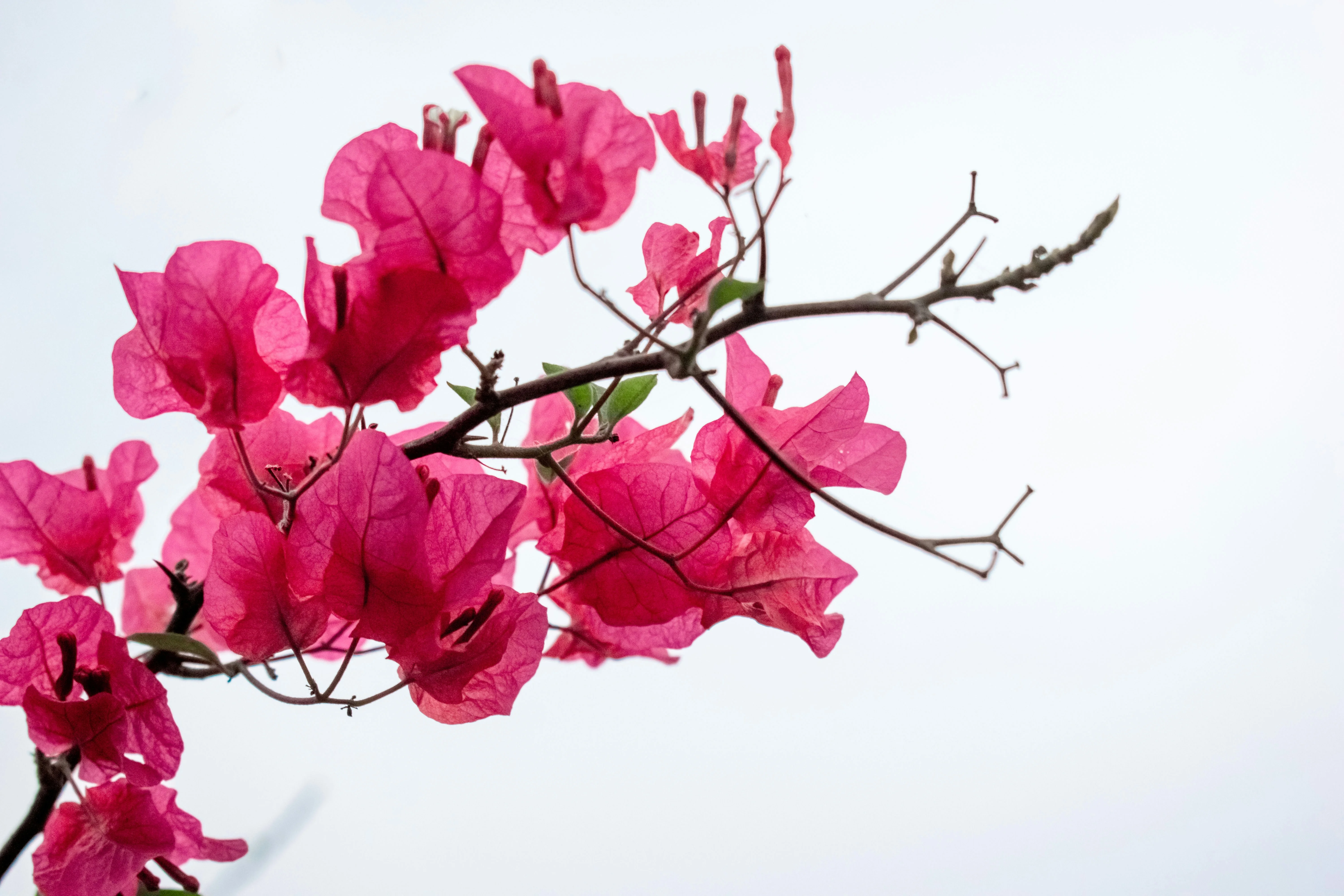 Close-up of Adas Joy Bougainvillea