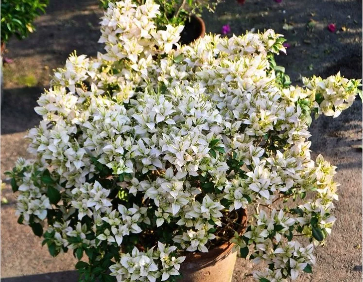 Close-up of Balaka Bougainvillea