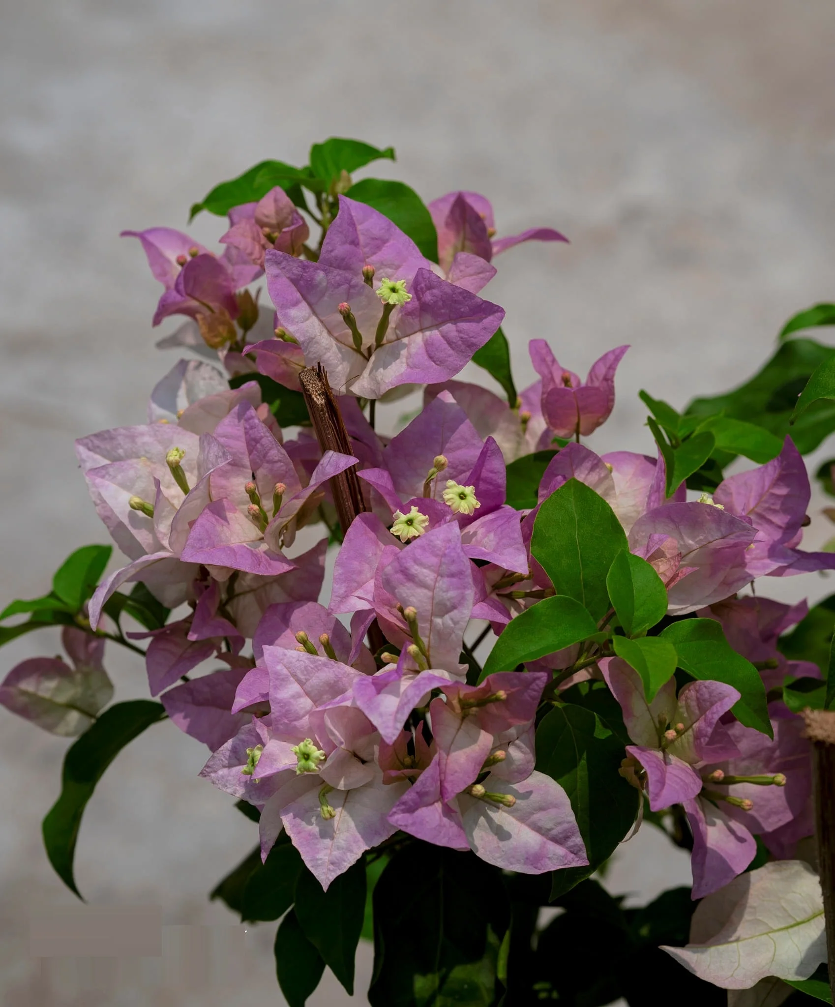 Close-up of Begum Sikander Bougainvillea