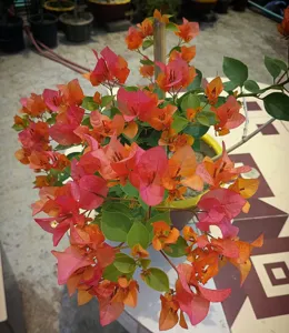 Close-up of Bengal Orange Bougainvillea