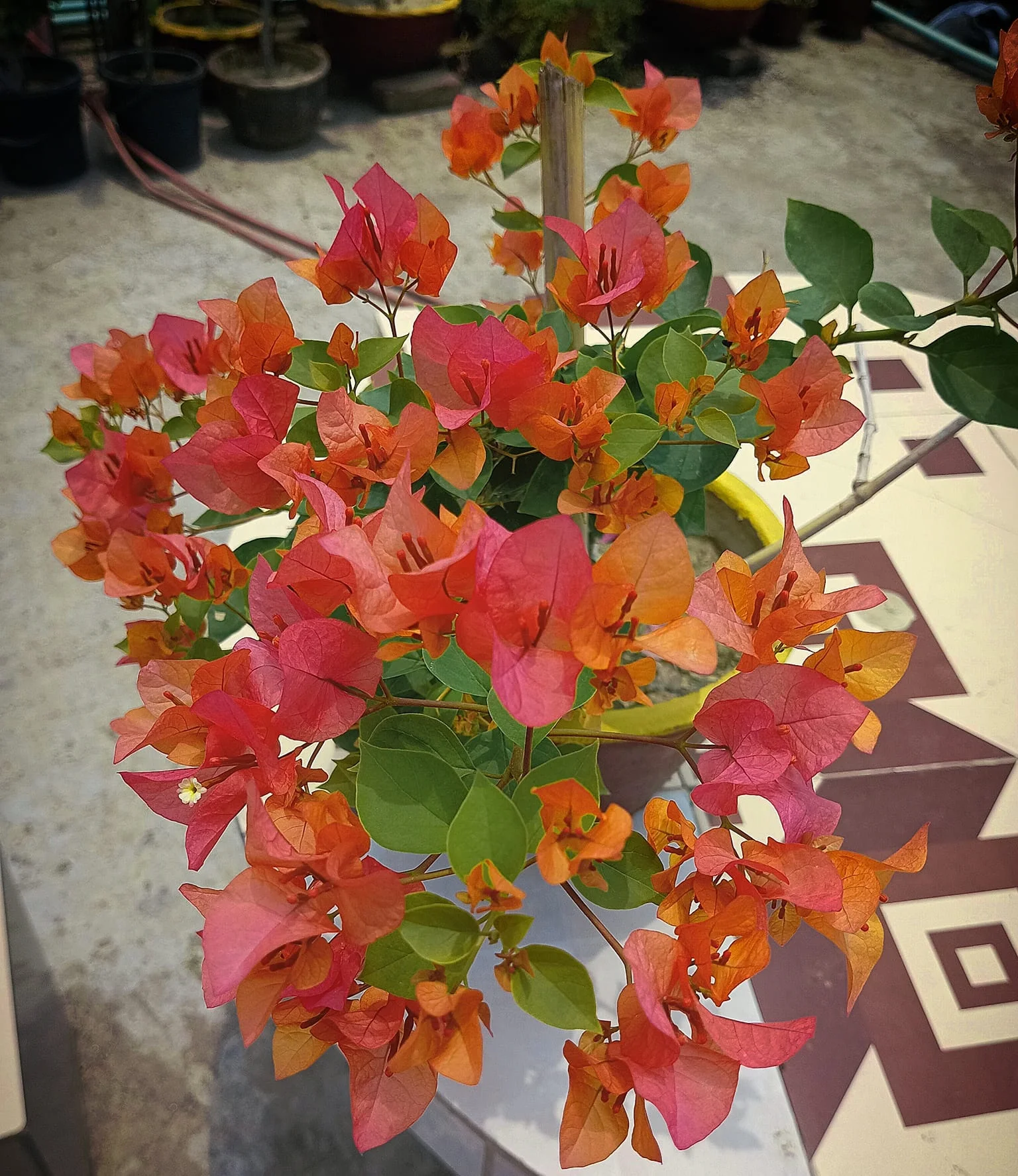 Close-up of Bengal Orange Bougainvillea