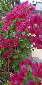 Close-up of Bisakha Bougainvillea