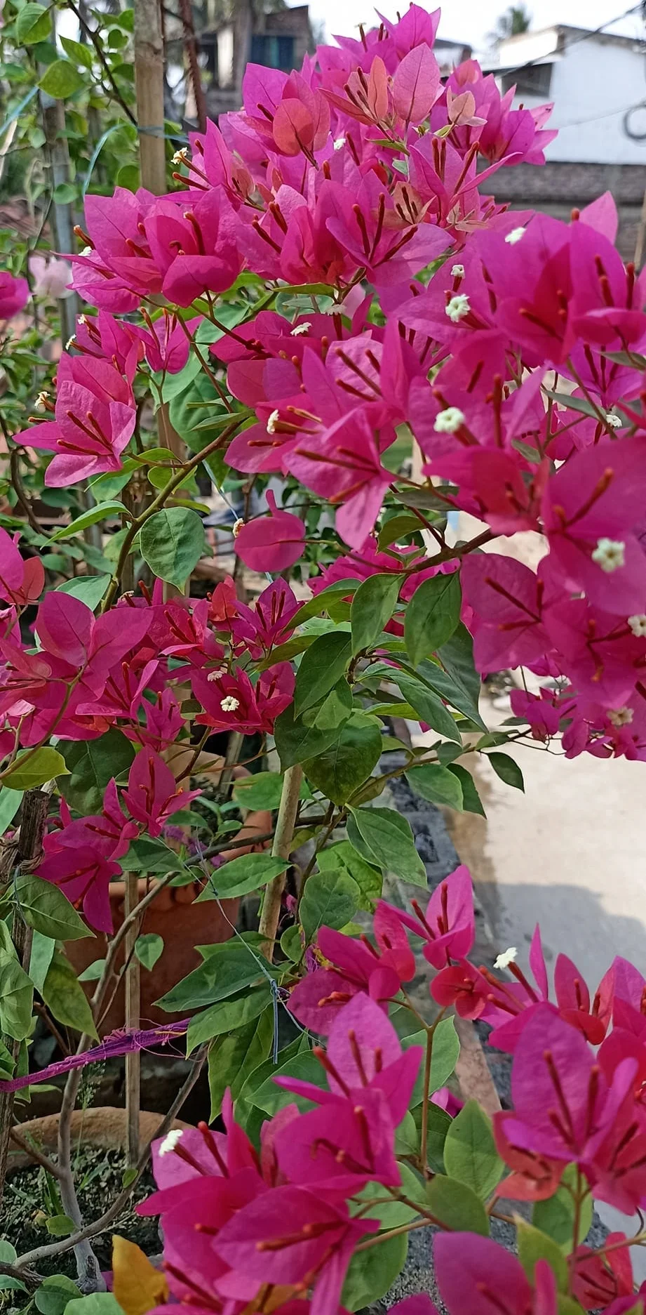 Close-up of Bisakha Bougainvillea