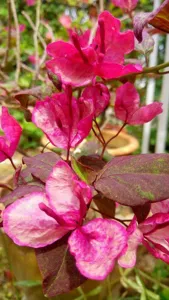 Close-up of Black Maria Bougainvillea