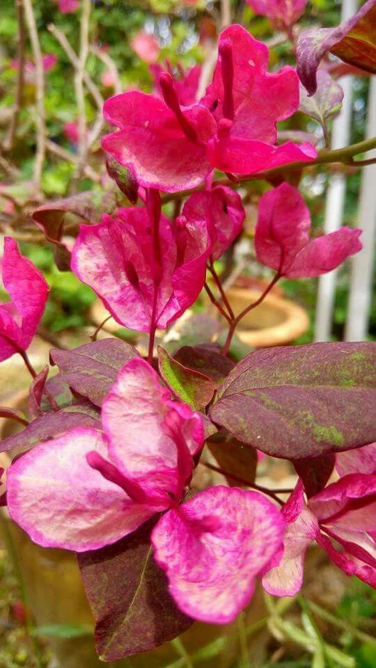 Close-up of Black Maria Bougainvillea