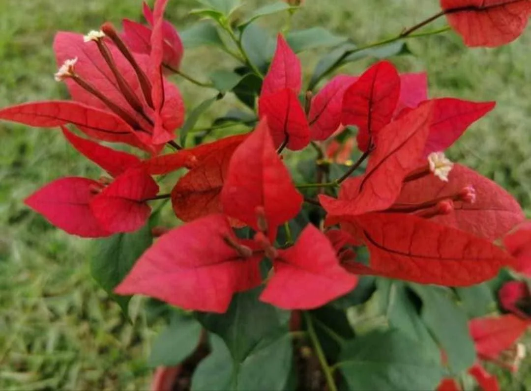 Close-up of Brezza Red Bougainvillea
