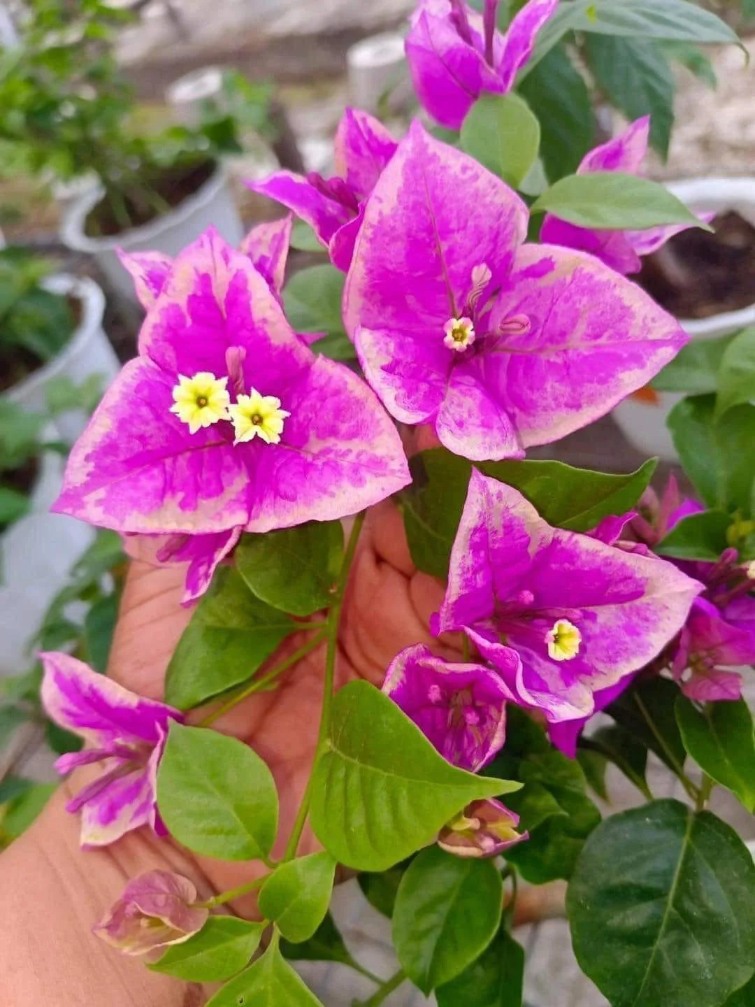 Close-up of Butter Cup Bougainvillea