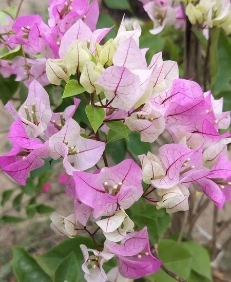 Close-up of Chilli Ice cream Bougainvillea