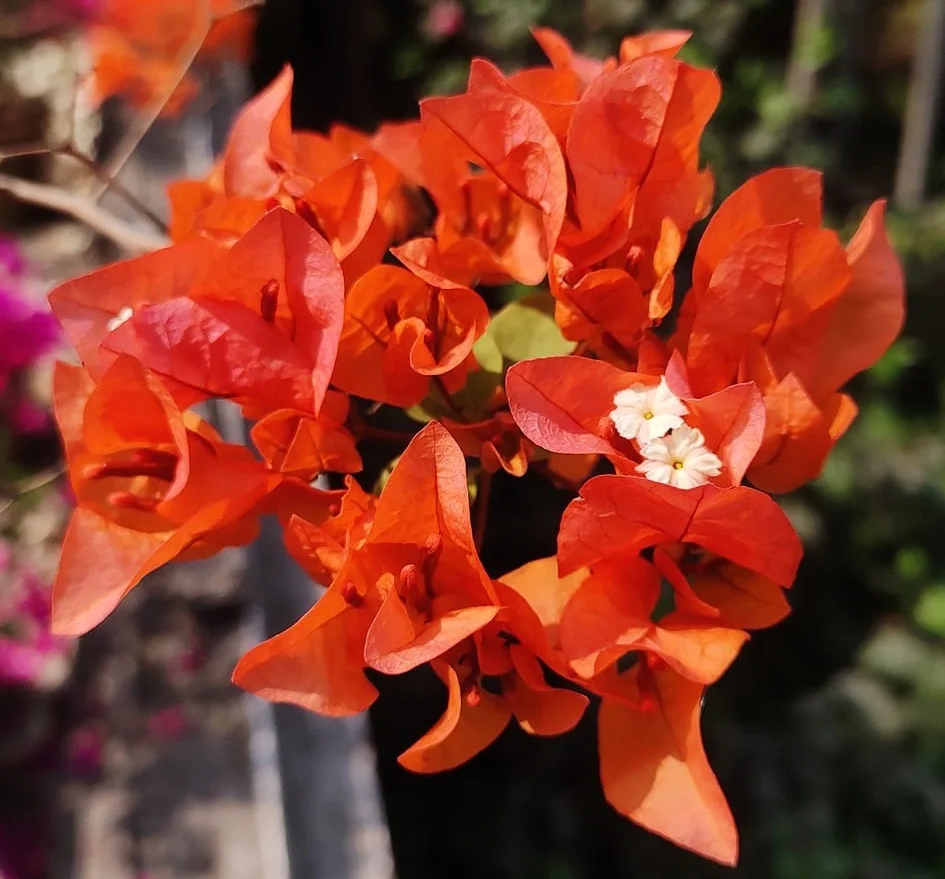 Close-up of Chilli Orange Bougainvillea
