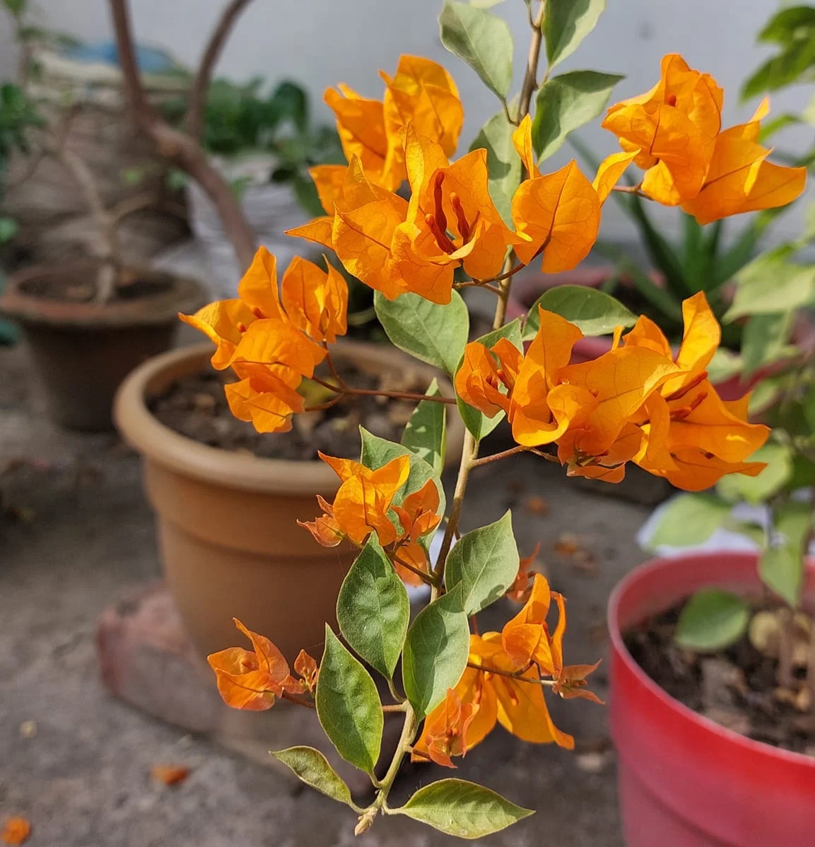 Close-up of Chilli Yellow Bougainvillea