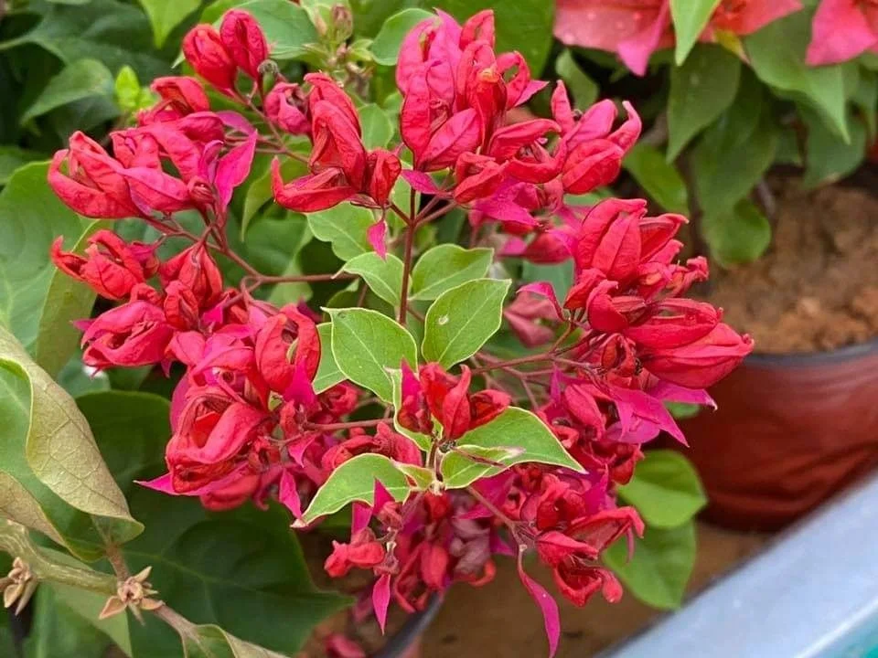 Close-up of Chinese Sleeping Beauty Bougainvillea