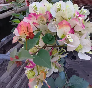 Close-up of Chitra India Bougainvillea