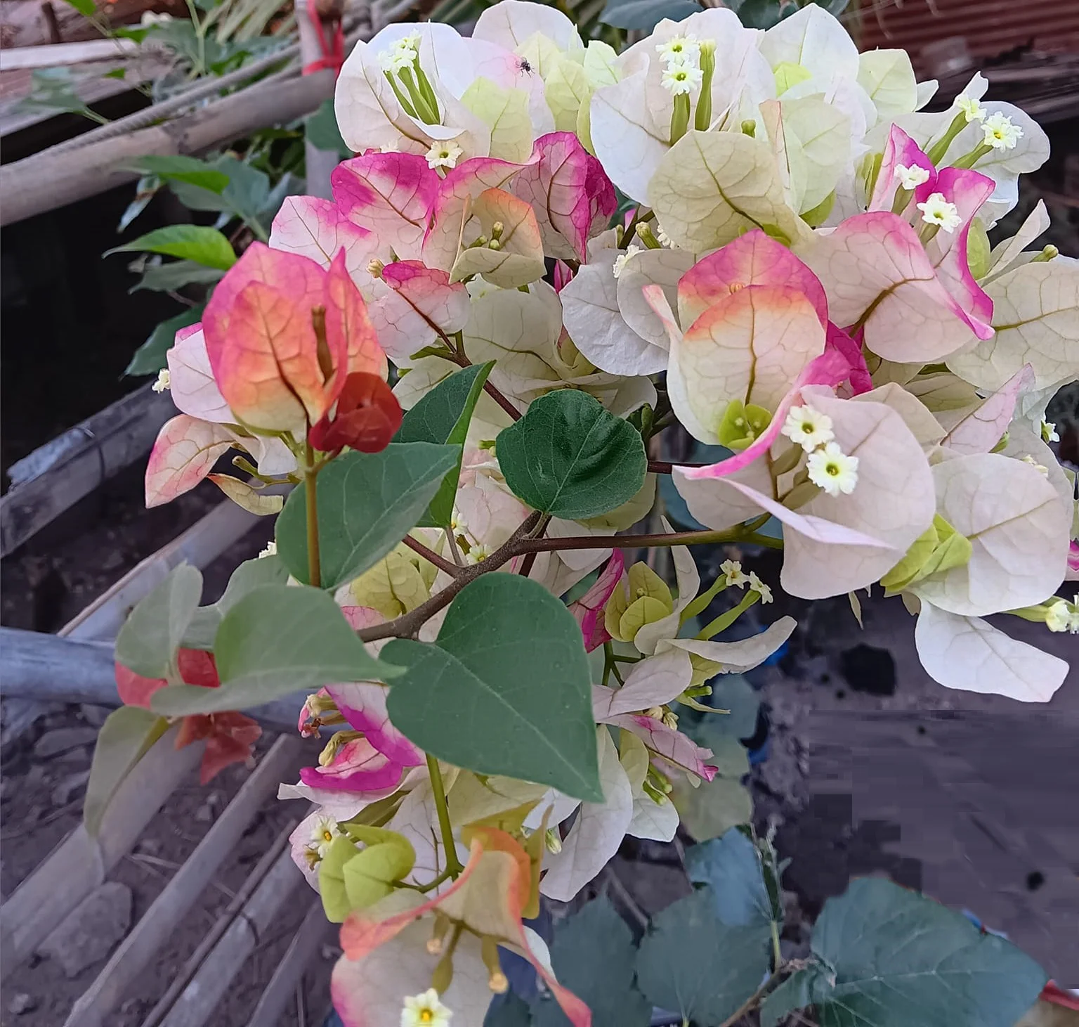 Close-up of Chitra India Bougainvillea